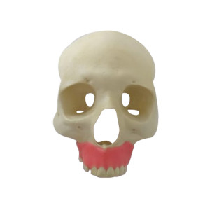 CRÂNIO FRONTAL COM GENGIVA E AUSENCIAS PARCIAIS - cód. P 9016 -01