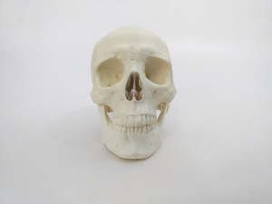 CRANIO MACIÇO COM TODOS OS DENTES E BLOCO DE APOIO - cód. 9006 -2