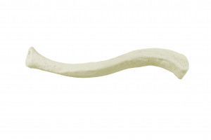 CLAVICULA RADIOPACA DIREITA - cód. 12323