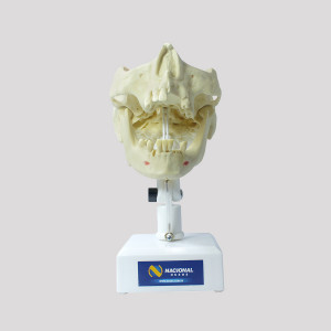 MANEQUIM RADIOPACO PRE MOLAR - cód. 12274 