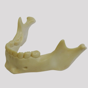 MANDIBULA RADIOPACA COM TODOS OS DENTES INFANTIL - cód. 12284