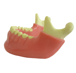 MANDÍBULA COM TODOS OS DENTES E GENGIVA - cód. 4013 G