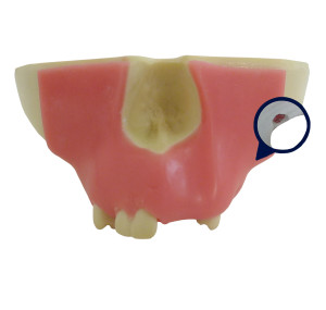 MAXILA COM 3º MOLAR INCLUSO + GENGIVA - cód. 4015 DIG