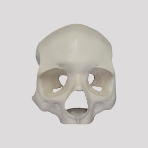 CRANIO FRONTAL All-on-4® HIBRIDO RADIOPACO - cód. 12259