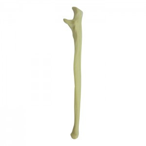 ULNA RADIOPACA ESQUERDA IMP - cód. 12334