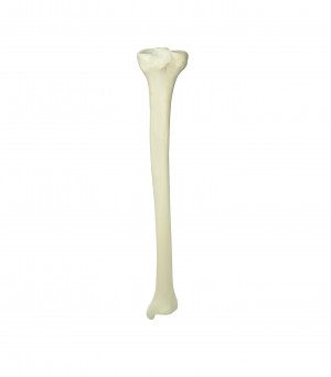 TIBIA RADIOPACA ESQUERDA COM CANAL MEDULAR E ESPONJOSO IMP - cód. 12373