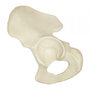 PELVIS RADIOPACA ESQUERDA IMP - cód. 12364