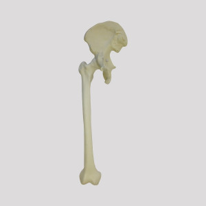 PELVIS DIREITA COM FEMUR RADIOPACO - cód. 12360