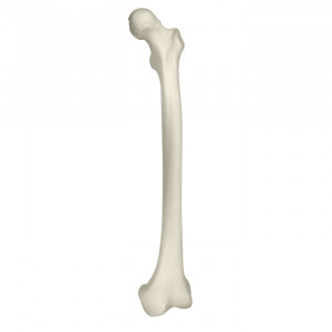 FEMUR RADIOPACO ESQUERDO COM CANAL MEDULAR E ESPONJOSO - cód. 12369
