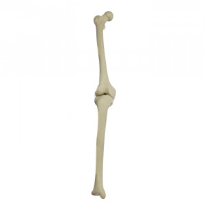 JOELHO RADIOPACO DIREITO COM CANAL MEDULAR ESPONJOSO E SIMULAÇÃO DE LIGAMENTOS - cód. 12380
