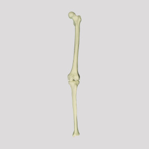 JOELHO RADIOPACO ESQUERDO COM SIMULAÇAO DE LIGAMENTOS - cód. 12381