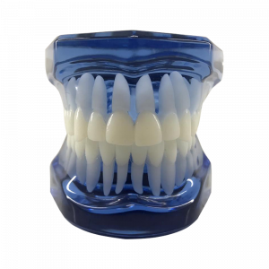 MANEQUIM ORTODONTICO SEM ARTICULADOR - AZUL - cód. 14208