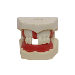 MANEQUIM BÁSICO COM ALGUNS DENTES E GENGIVA PARCIAL - cód. 4200