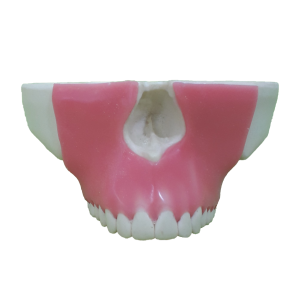 MAXILA COM TODOS OS DENTES E GENGIVA - cód. 4016 G