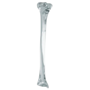 TIBIA ESQUERDA ACRILICO CHAMPAGNE - cód. C2026A
