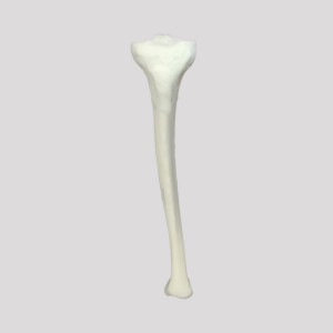 TIBIA RADIOPACA ESQUERDA COM CANAL MEDULAR E ESPONJOSO - cód. 12375
