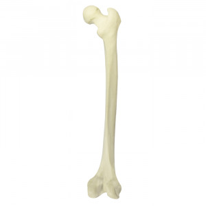 FEMUR RADIOPACO DIREITO COM CANAL MEDULAR E ESPONJOSO - cód. 12365