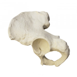 PELVIS DIREITA RADIOPACA - cód. 2032B