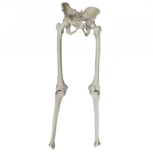 BACIA + FEMUR E TIBIA RADIOPACA  E SIMUL. DE  LIGAMENTOS - cód. 12357