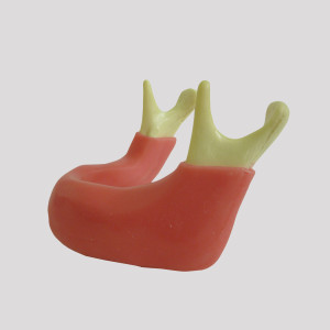 MANDÍBULA EDÊNTULA COM GENGIVA - cód. 4010 G
