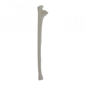 ULNA RADIOPACA DIREITA - cód. 12332