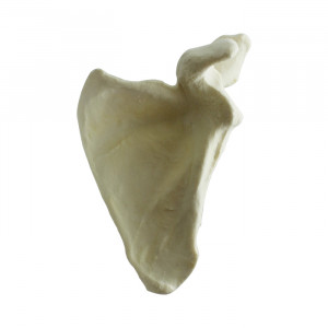 ESCAPULA RADIOPACA ESQUERDA - cód. 12322
