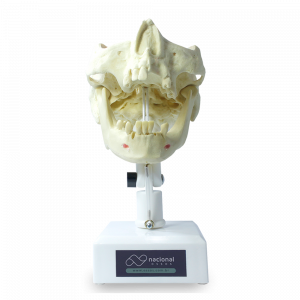MANEQUIM PRÉ MOLAR - cód. 4005 T
