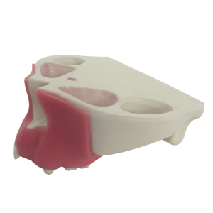 MAXILA COM ALGUNS DENTES + GENGIVA - cód. 4015 G