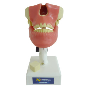 MANEQUIM COM TODOS OS DENTES E GENGIVA - cód. 4100 G