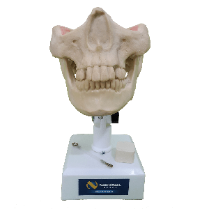 MANEQUIM COM DENTES  13, 23, 28 E 38 INCLUSOS - cód. 4402 T