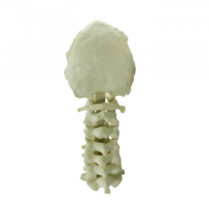 COLUNA CERVICAL COM OCCIPITAL RADIOPACO - cód. 12463