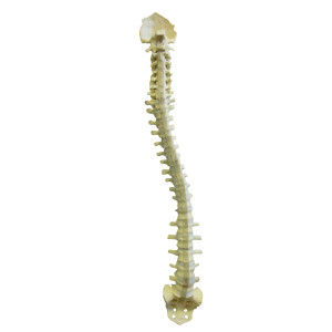 COLUNA COMPLETA FLEXIVEL + SACRO - cód. 5015 FS