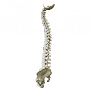 COLUNA COMPLETA + BACIA + OCCIPITAL RADIOPACO - cód. 5006 B