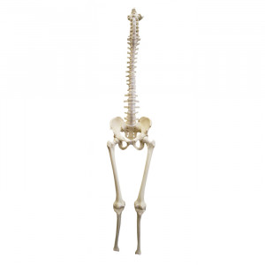 COLUNA RADIOPACA COM OCCIPITAL, BACIA, FEMUR E TIBIA - cód. 12464