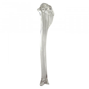 TIBIA DIREITA ACRILICO - cód. AV210 A