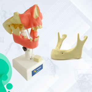 kit Manequim + mandíbula edêntula - cód. ​10982