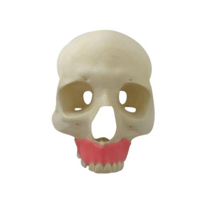 CRANIO FRONTAL COM GENGIVA E AUSENCIAS PARCIAIS - cód. P9016-01